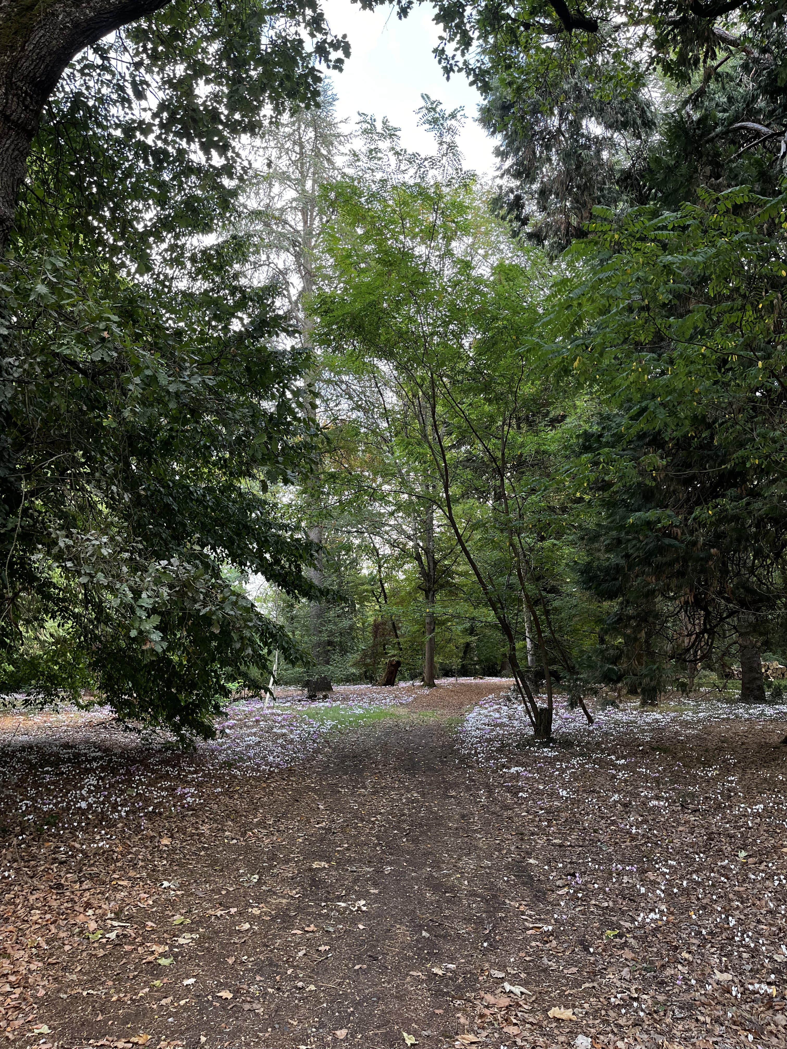 Path to the wood.